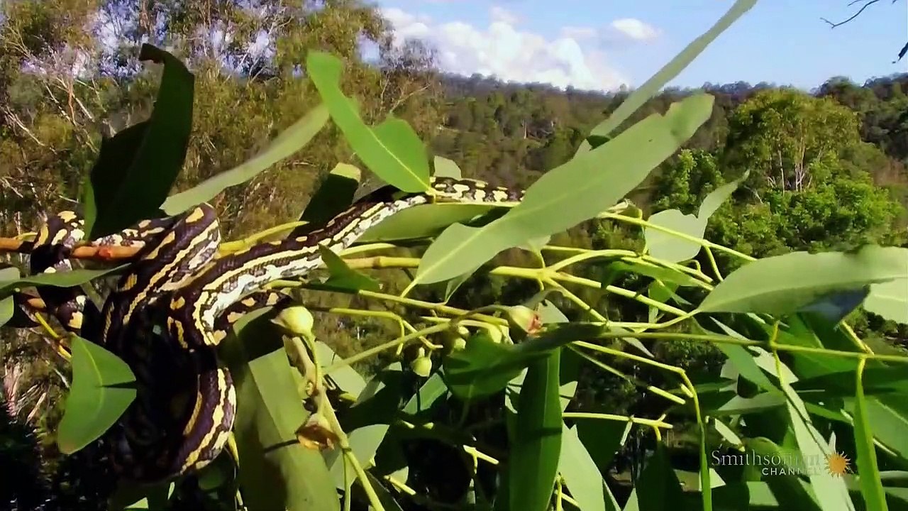 Great Snakes