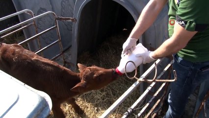 ‘Jersey’ Irkı 10 İnekle Üretime Başladı, 5 Yılda Taleplere Yetişemez Hale Geldi