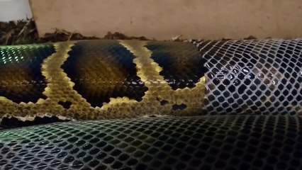 Assistez à la mue de ce serpent : magnifique