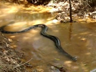 Il croise la route d'un énorme anaconda dans un tout petit cour d'eau