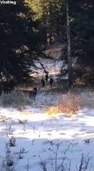 Ce randonneur tombe sur une meute de loup
