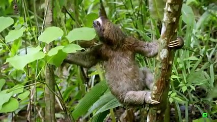 animales-salvajes-junglas-documentales