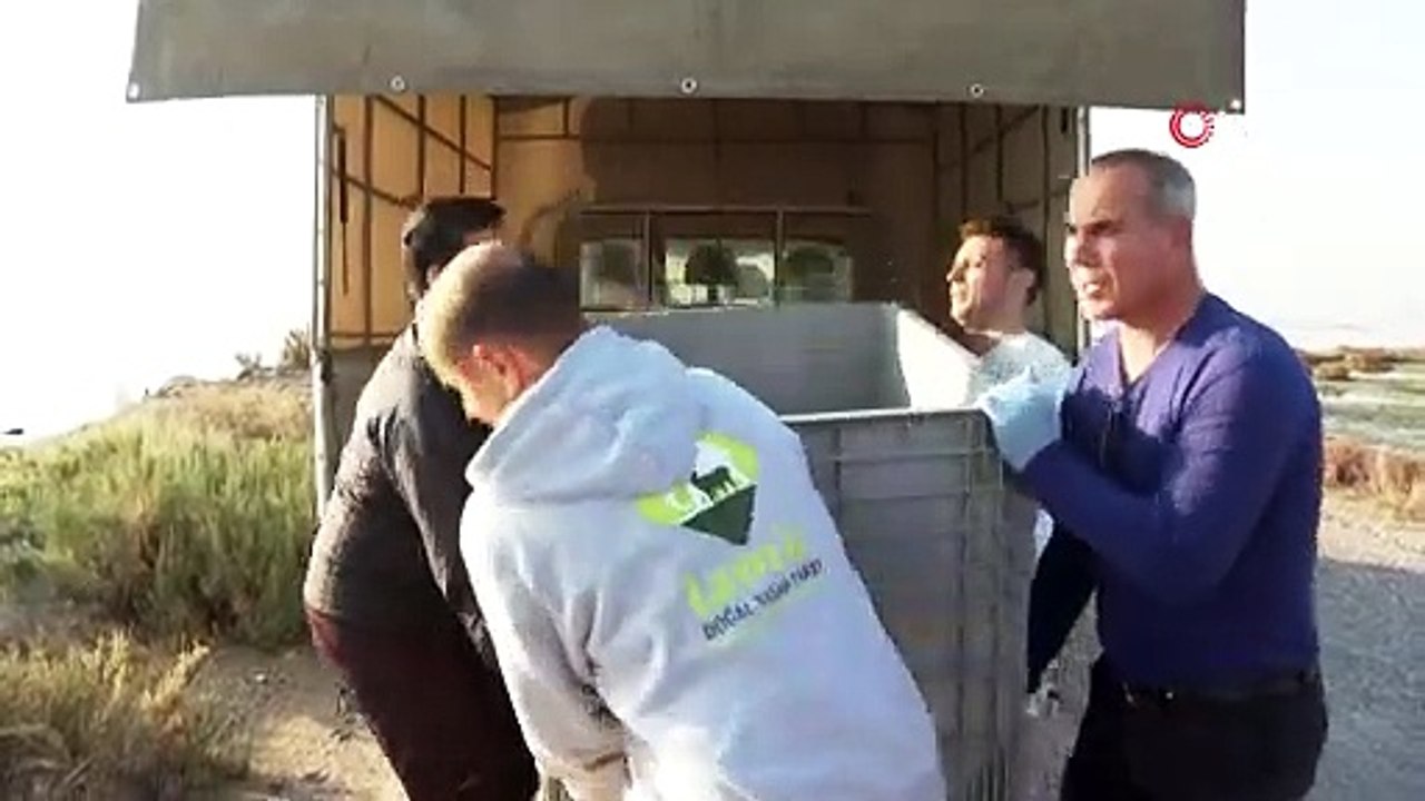 Ağlara takılan caretta caretta kurtarıldı
