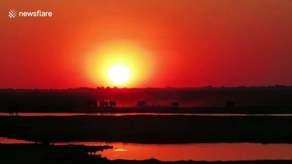 Breathtaking sight of elephant silhouettes during sunset in Botswana