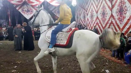 11 years old boy makes his arabian horse dancing well