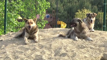 Hayvan hakları raporunda sona gelindi