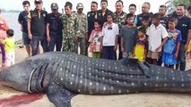 Heartbreaking moment whale shark is hauled ashore after being found floating in the sea