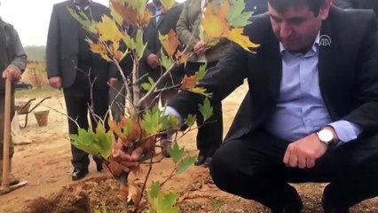 Sanatçıların köyünde, Yıldız Kenter için çınar fidanı dikildi - KONYA