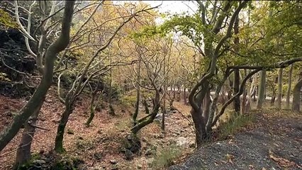 Δασεργάτες της Εύβοιας: Αγωνία για τη δουλειά τους