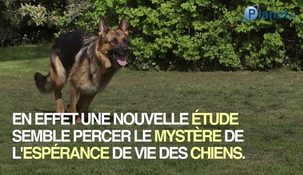 Une nouvelle méthode pour calculer l'âge d'un chien