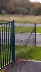 Audrey a filmé sa rencontre avec un chevreuil à Notre-Dame-de-Sanilhac en Dordogne