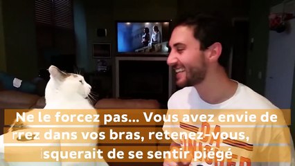 Voici comment rendre votre chat plus câlin
