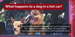 Dogs in cars - These are the laws around leaving dogs in cars