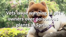 Poisonous plants - Vets issue warning to pet owners over poisonous plants in spring