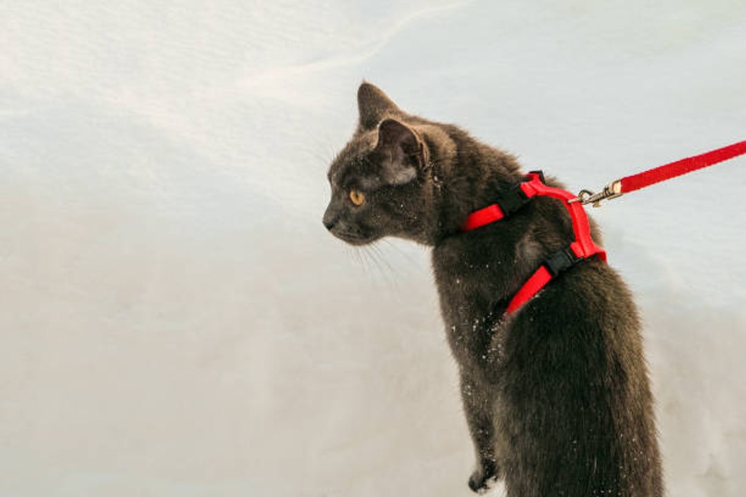 Comment promener son chat ?