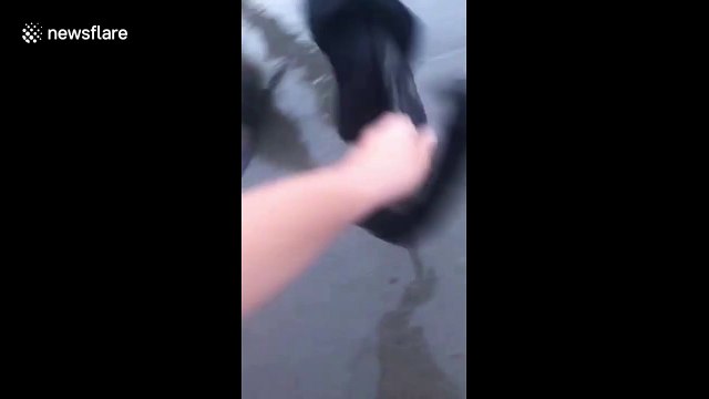 Two men rescue baby seal found trapped in fishing net on California beach