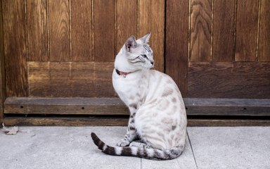 Le fléau des colliers pour chats !