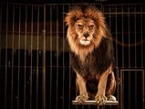 Les cirques au Portugal interdisent les animaux sauvages !
