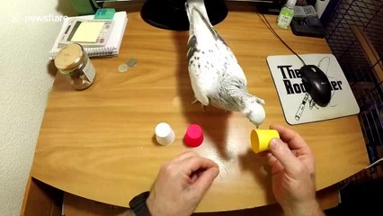 Smart pigeon isn’t fooled by owner's tricky cup game