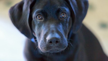 Cómo educar a un cachorro desobediente