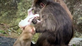 Cute funny monkey videos ll Funny animal videos 2016
