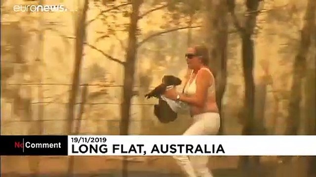 Γυναίκα έσωσε κοάλα από βέβαιο θάνατο με κίνδυνο της ζωής της
