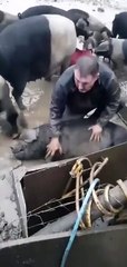 Un cochon sauvé par un fermier