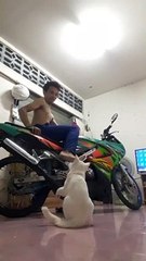 Cat Bothered By Kick Start