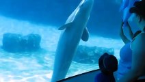 Ce dauphin joue à travers l'aquarium avec un dauphin gonflable !