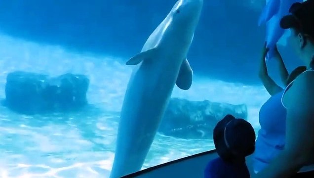 Ce dauphin joue à travers l'aquarium avec un dauphin gonflable !