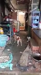 Peur de rien, ce rat géant s'en prend à un chat et un chien en même temps !