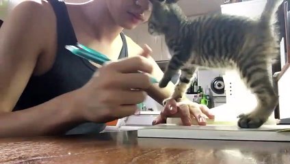 Travailler avec un chaton dans les parages ? Impossible LOL