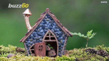 Must See: Cute Pictures of Harvest Mice Living in Mini Homes