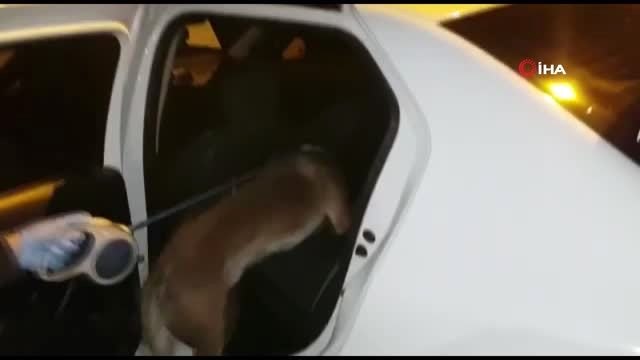 Narkotik köpeği uyuşturucu tacirlerinin korkulu rüyası oldu