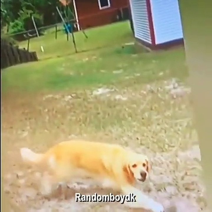 Perro eliminado (GTA)
