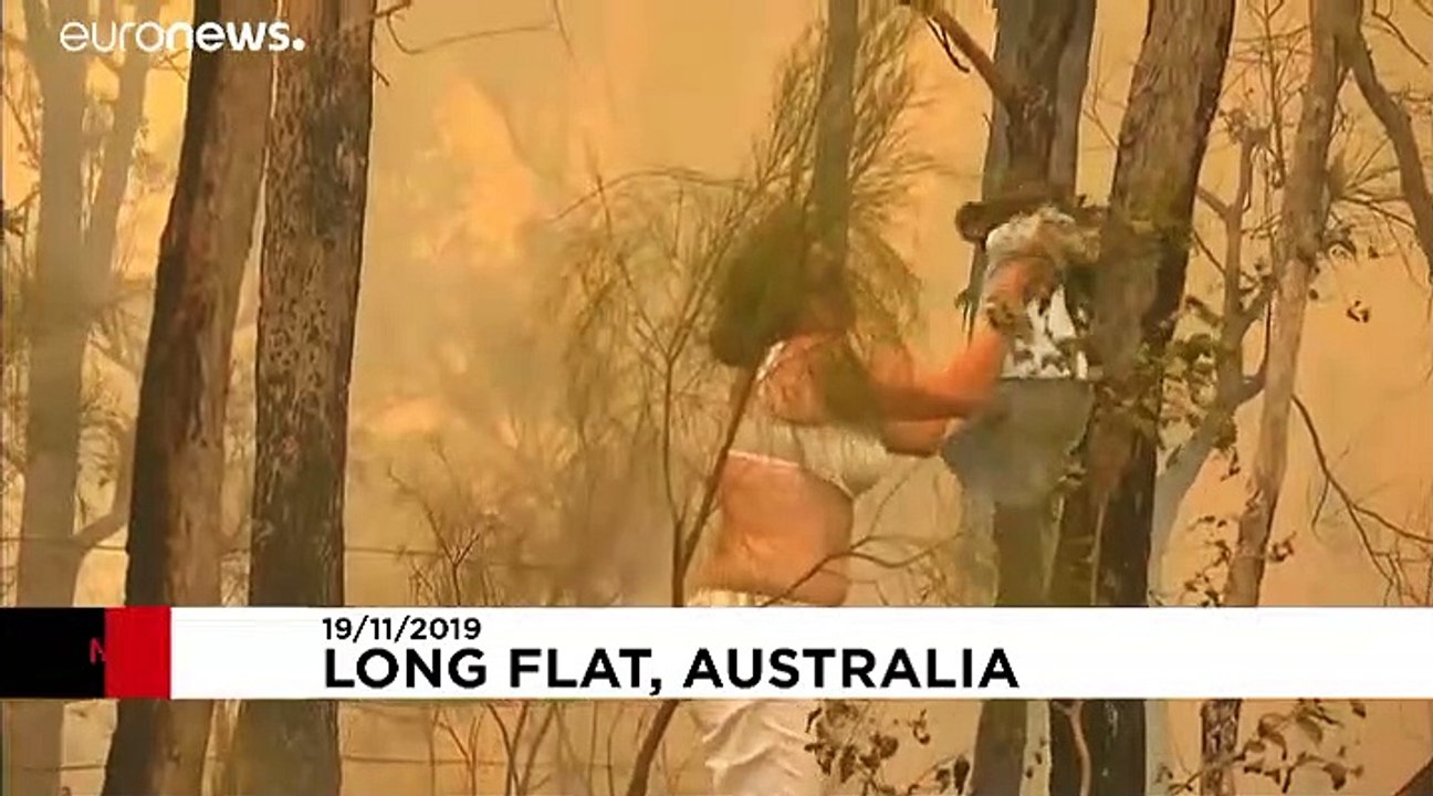 Buschbrände in Australien: Frau rettet Koala aus den Flammen