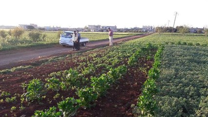 ميليشيا أسد تستولي على أراضي الفلاحين في حماة بحجة معارضة النظام - هنا سوريا