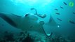 Cette plongeuse nage au milieu de raies manta géantes