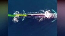 Une baleine laisse une étrange traînée jaune derrière elle dans l'océan