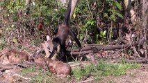 Un singe vient embêter des bébés capybaras