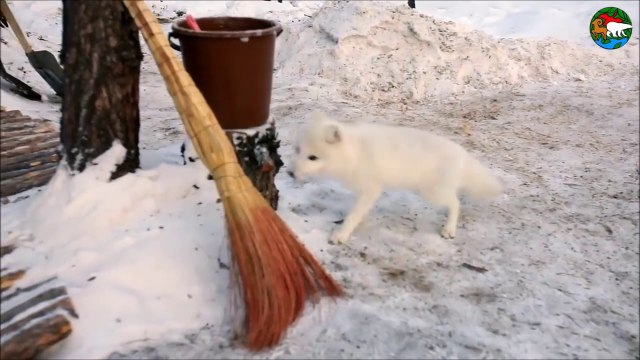 Ce petit renard arctique n'est pas vraiment timide
