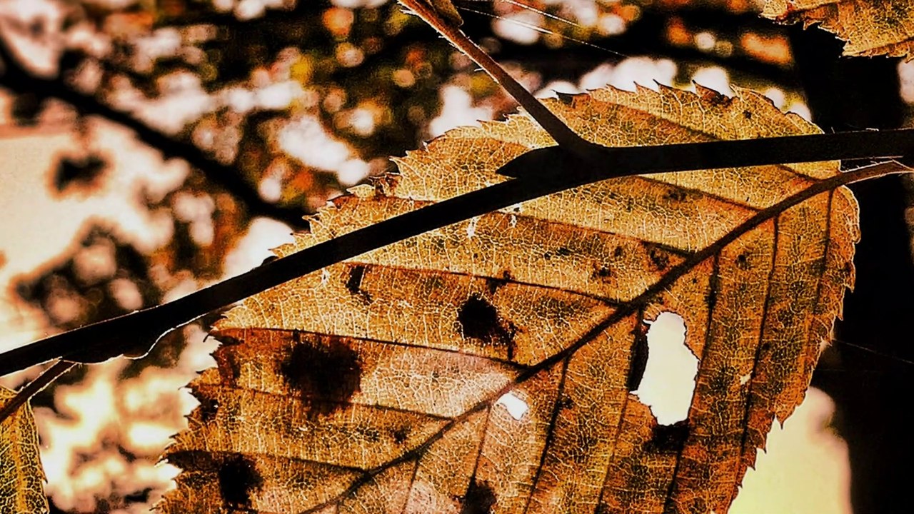 Herbst
