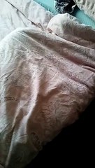 Cat Hides Under Covers from Company