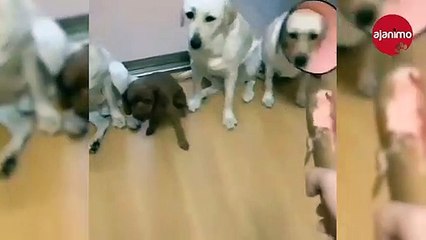 İspiyoncu Dostları Tarafından Zor Duruma Düşen Yaramaz Köpek!