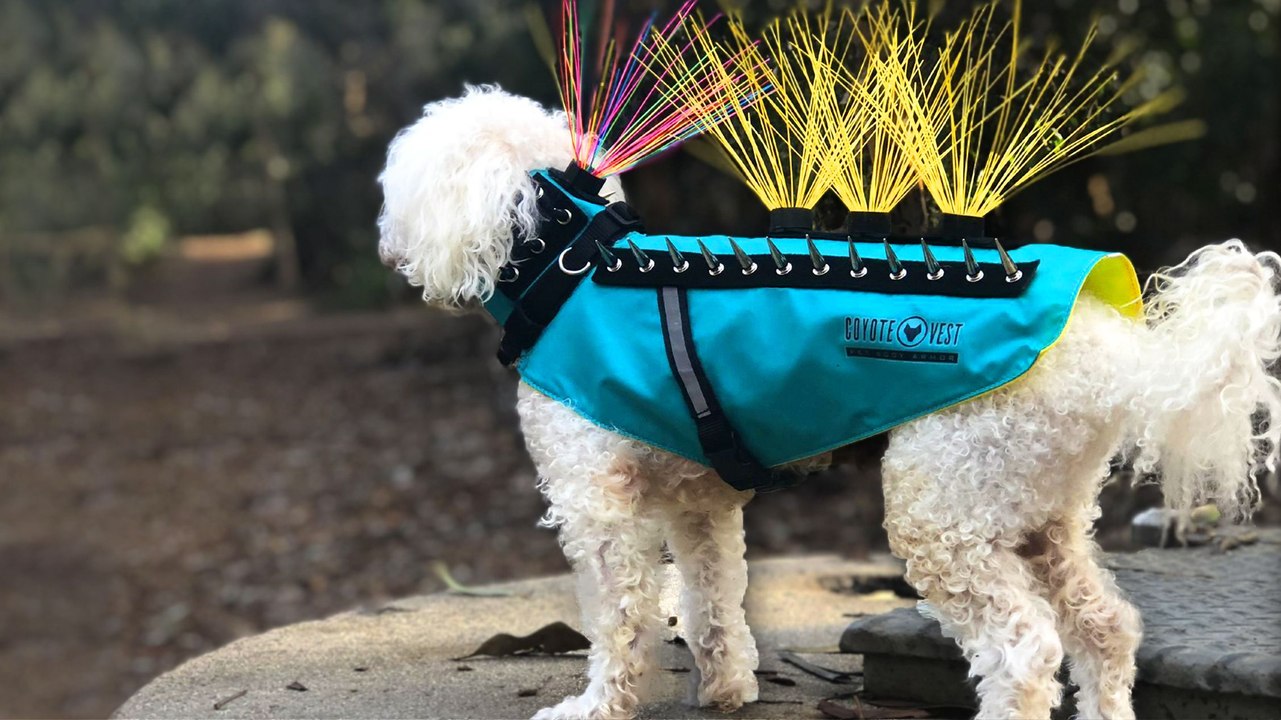 Coyote Vests Are Life Savers for Dogs