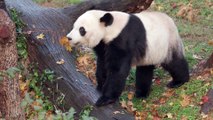 B-roll for Media Use: Giant Panda Bei Bei Departs the Zoo for China