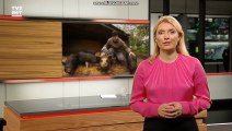 Indslag med Øens Dyr på Masnedø | d.16-10-19 på TV2 ØST