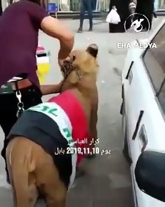 Homem leva leão para protesto após saber que a polícia ia levar cães!