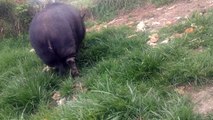 Rescued Pig and Macaque Enjoy Life