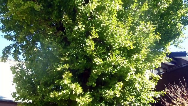 Japanese Buddhist Temple on a Beautiful Day!